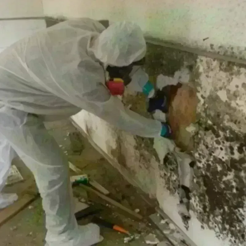 Mold Remediation and Removal in North Apollo, PA